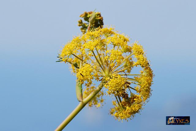 fiore di ferula.JPG